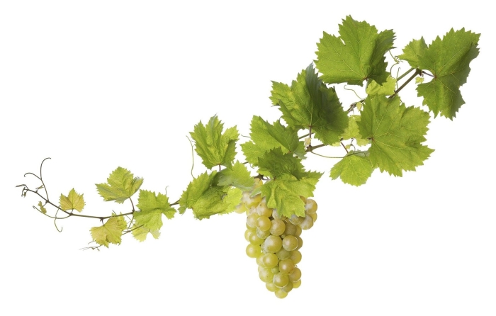 Виноградная лоза листья