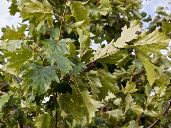 Платан восточный листья