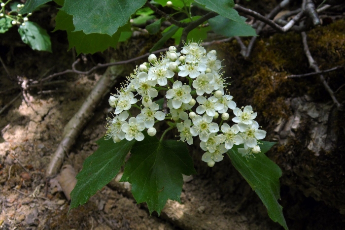 Боярышник сибирский кроваво-красный