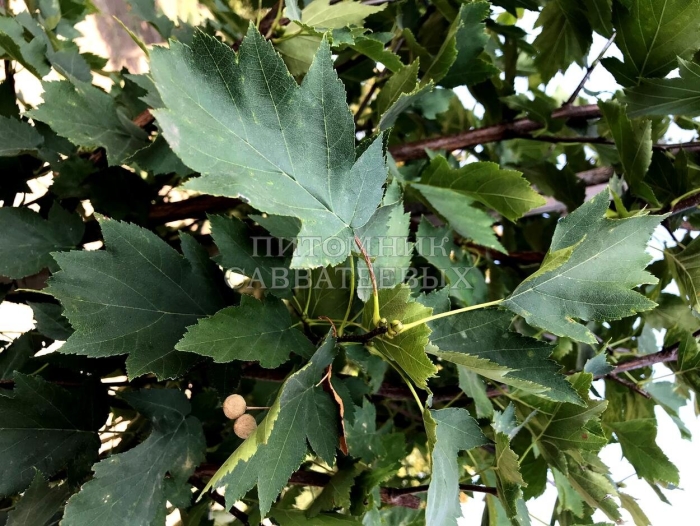 Остролистный клен