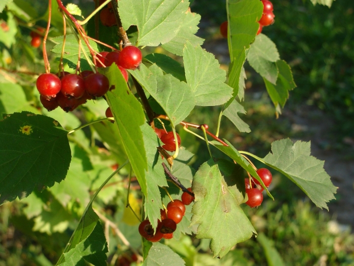 Боярышник сибирский crataegus sanguinea