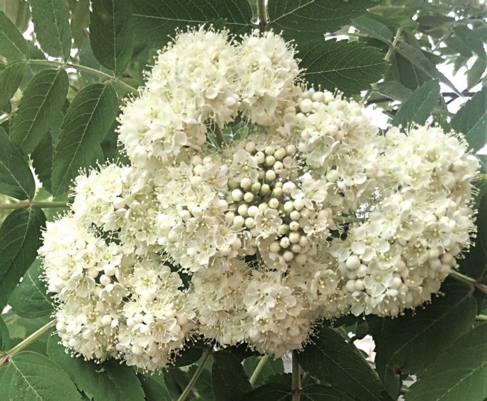 Рябина дуболистная