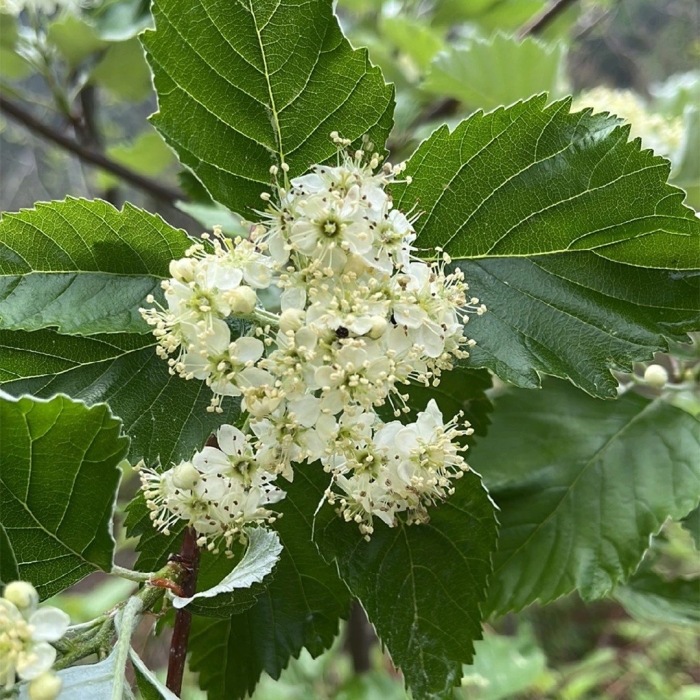 Sorbus latifolia