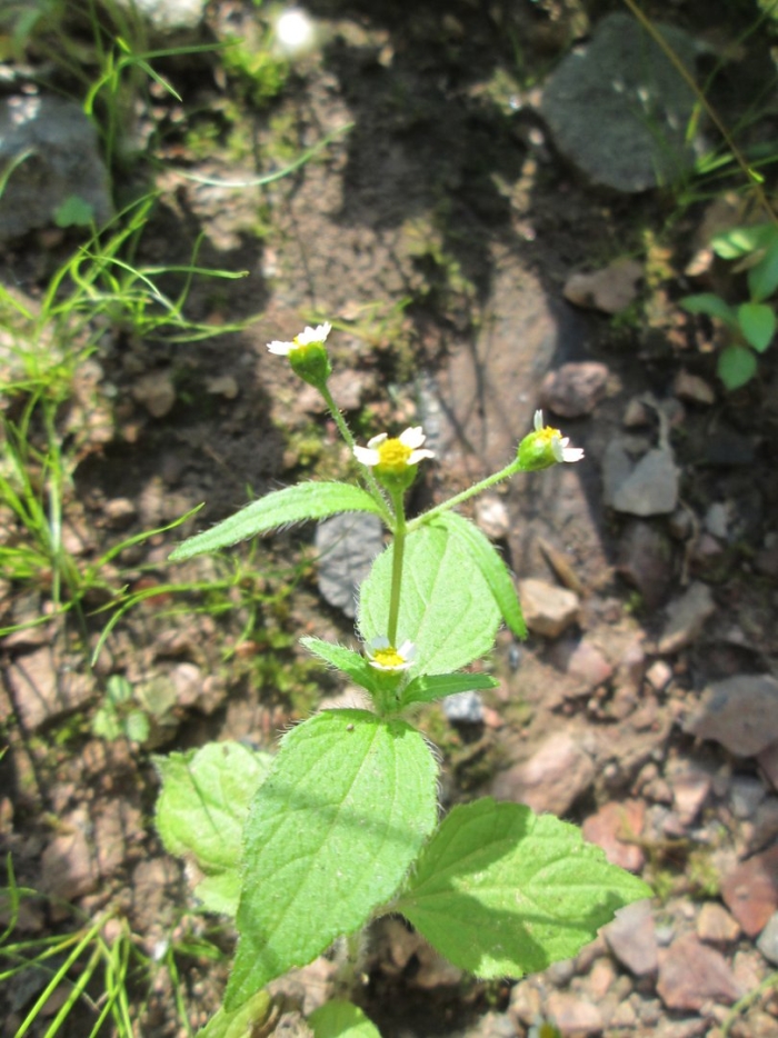 Галинсога мелкоцветковая