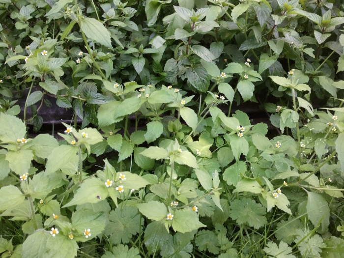 Сорняк галинсога американка