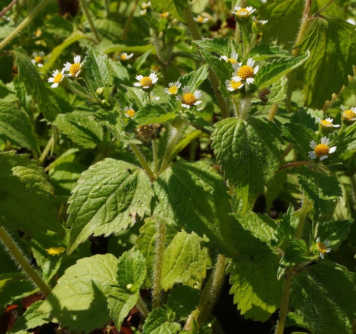 Сорняк галинзога четырехлучевая