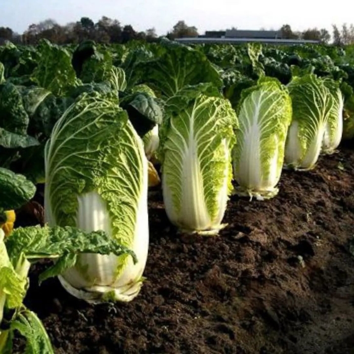 Капуста пекинская маноко f1