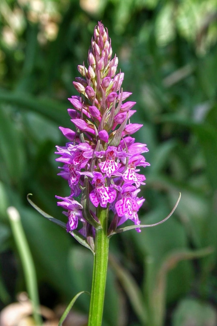 Северная орхидея ятрышник