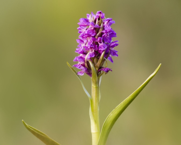 Садовая орхидея пальчатокоренник