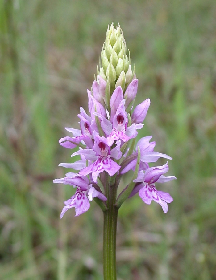 Dactylorhiza fuchsii
