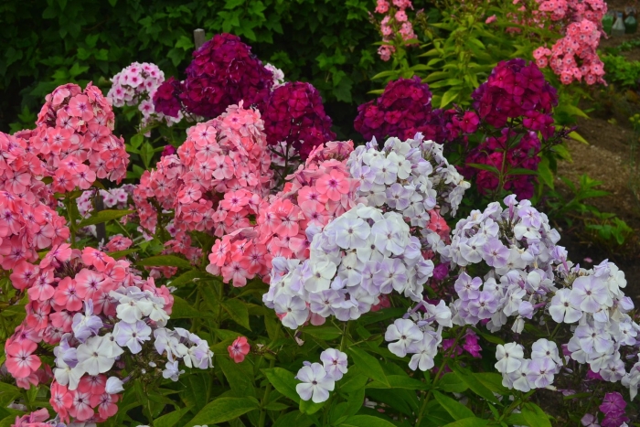 Флоксы метельчатые многолетние