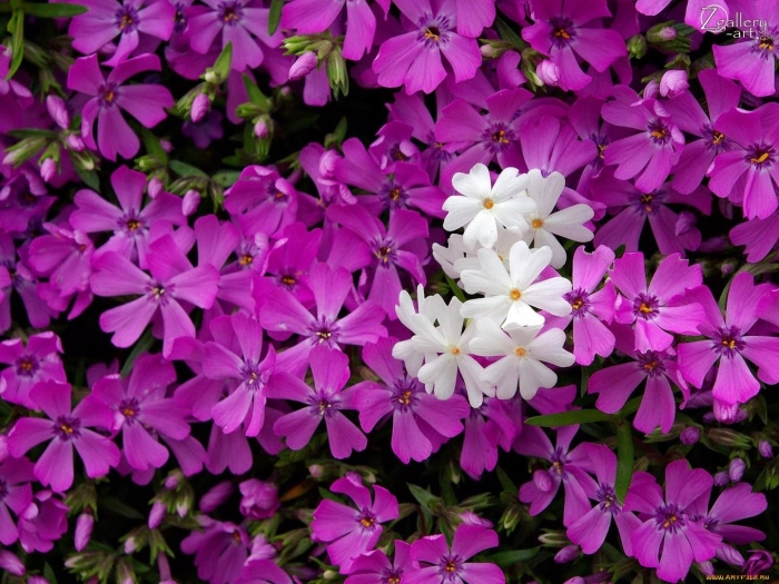 Цветок флокс