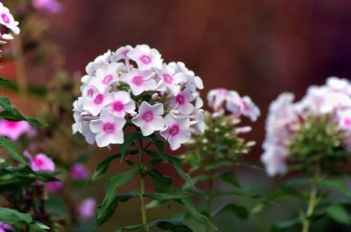 Флокс san antonio