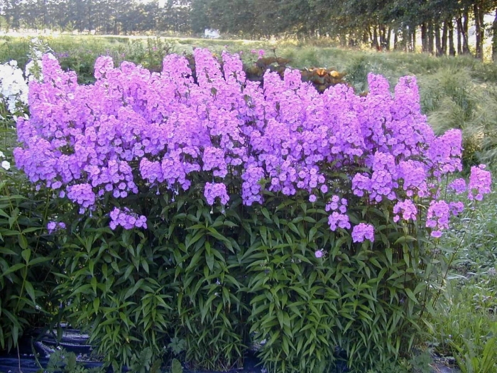 Флокс пятнистый розалинда