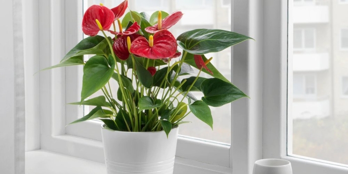 Опасные комнатные цветы