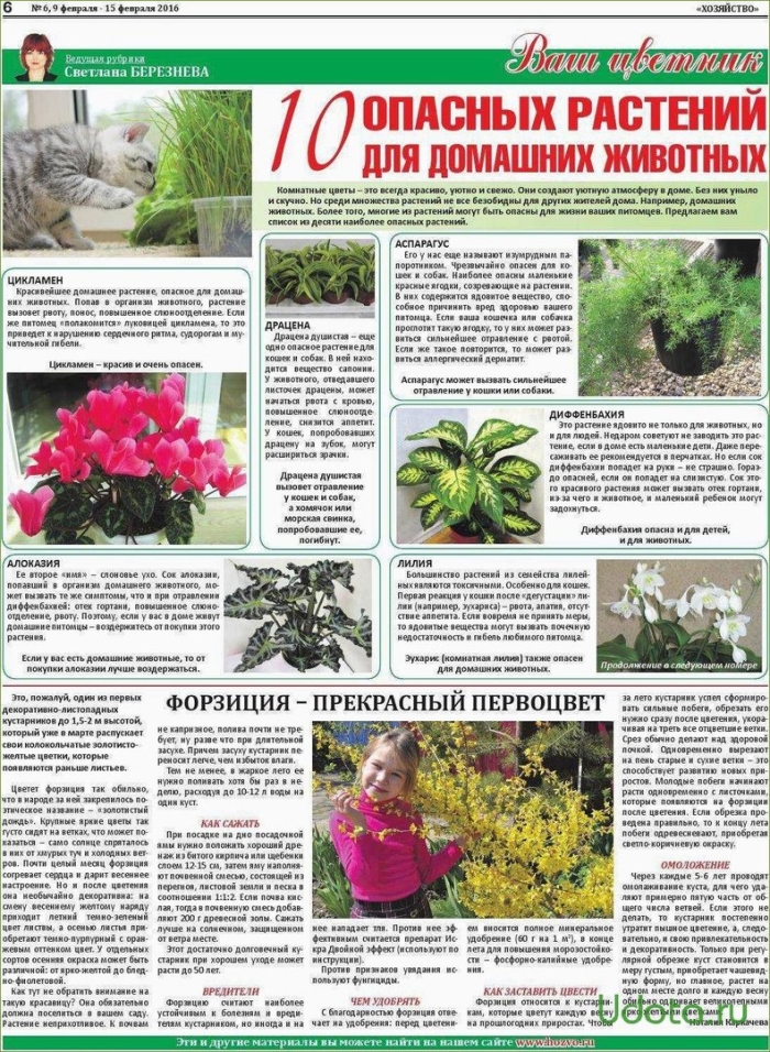 Ядовитые комнатные растения для кошек