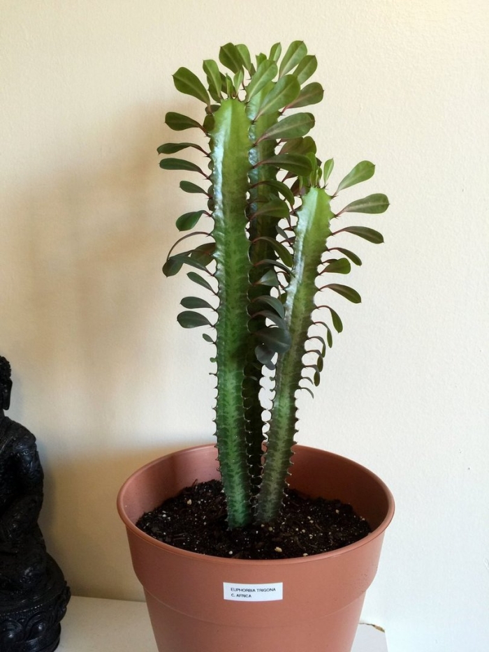 Молочай трехгранный