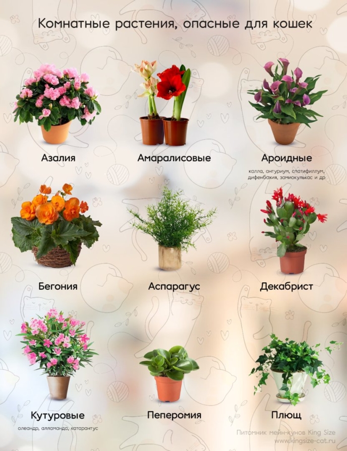 Опасные комнатные растения