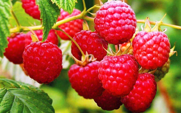 Малина обыкновенная