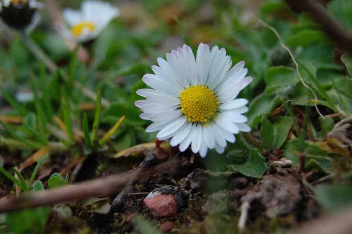 Маргаритка bellis perennis
