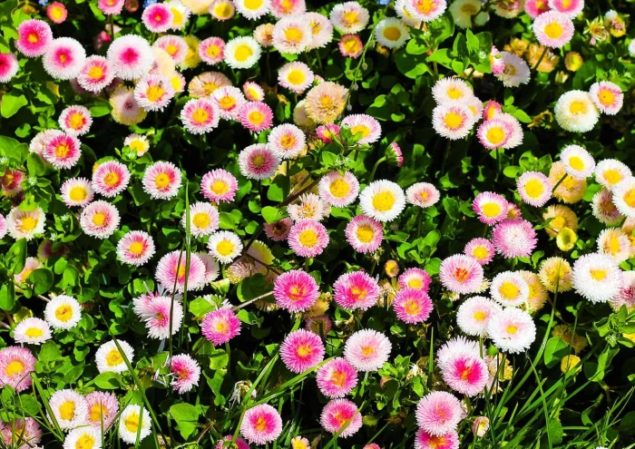 Маргаритка многолетняя bellis perennis