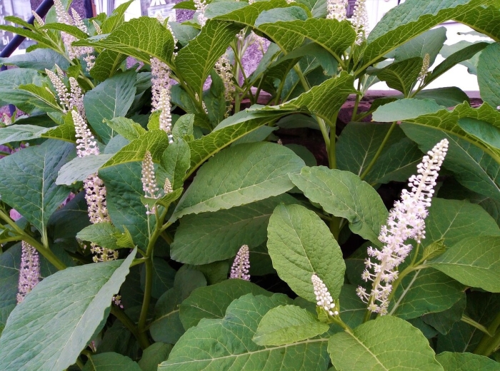 Лаконос куст