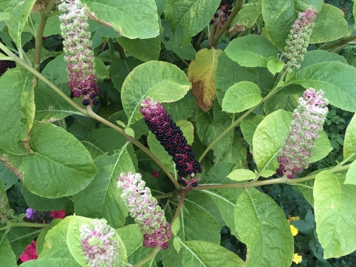 Лаконос американский фитолакка