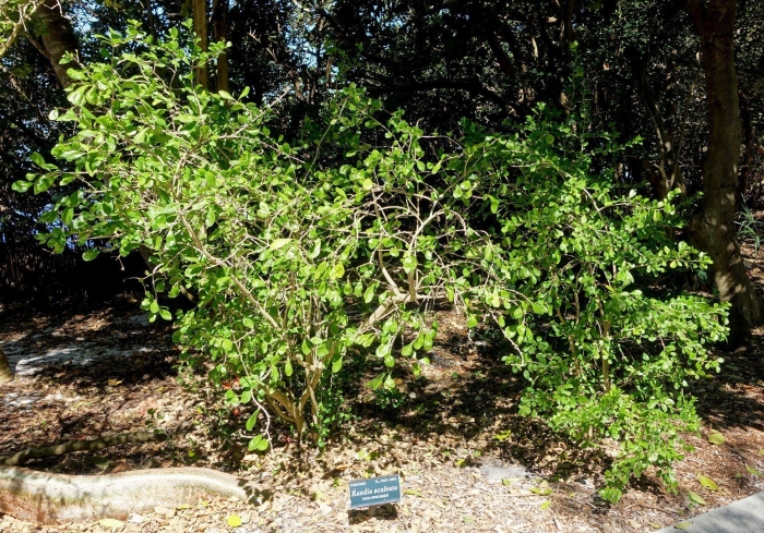 Sophora japonica