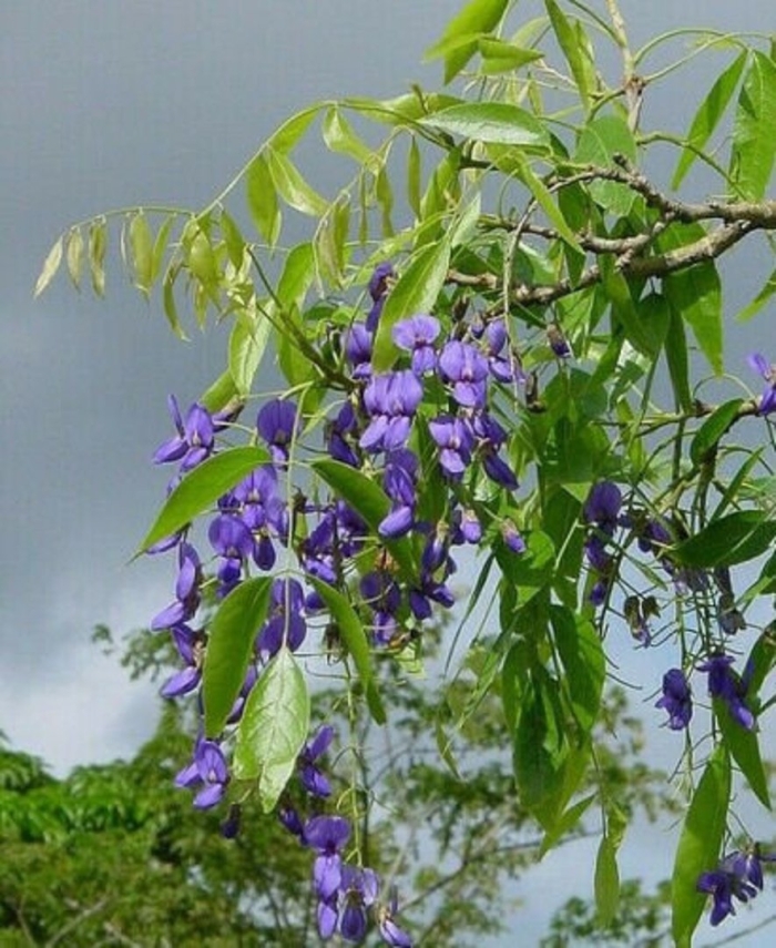 Bolusanthus speciosus