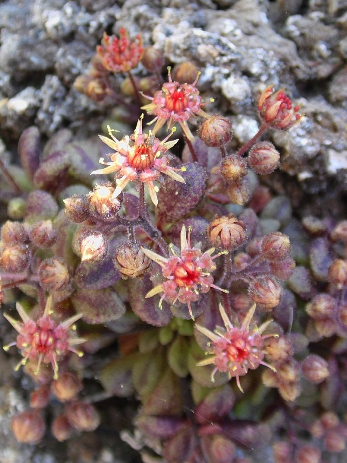 Sempervivum arachnoideum