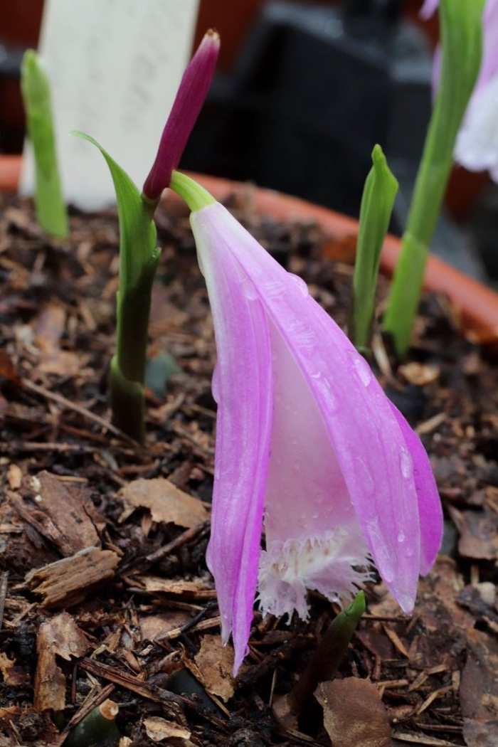 Пафиопедилум деленати