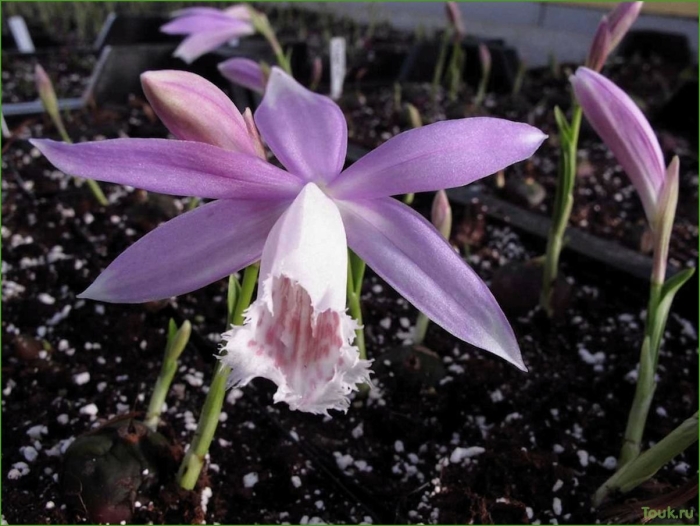 Садовая орхидея