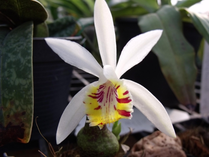 Pleione maculata