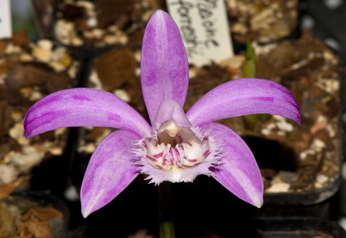 Pleione formosana