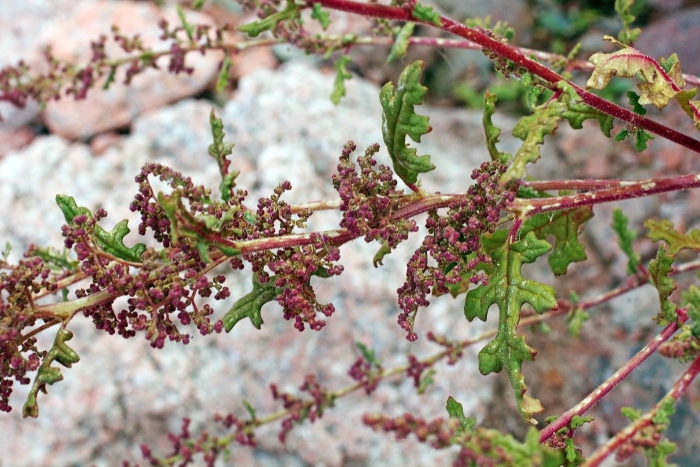 Atriplex (chenopodiaceae)