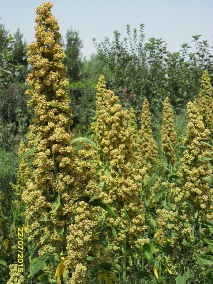 Chenopodium quinoa