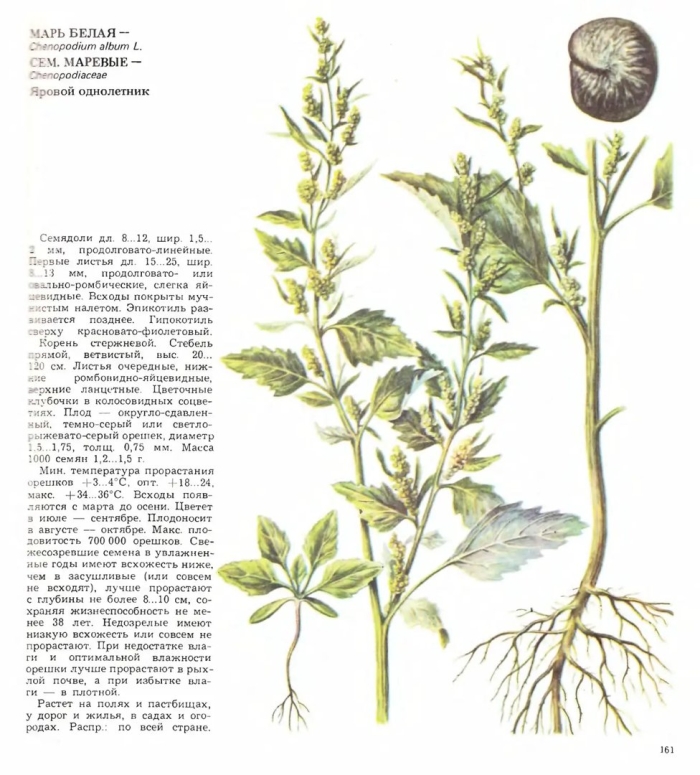 Марь белая сорняк