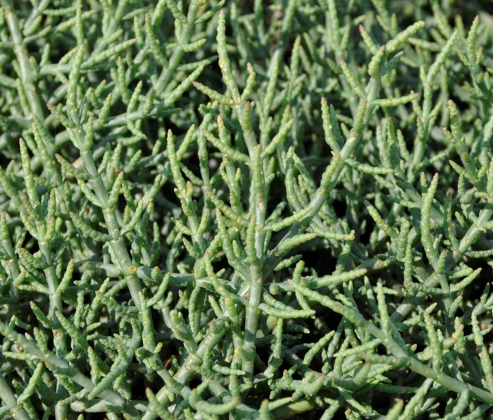 Семейство маревые