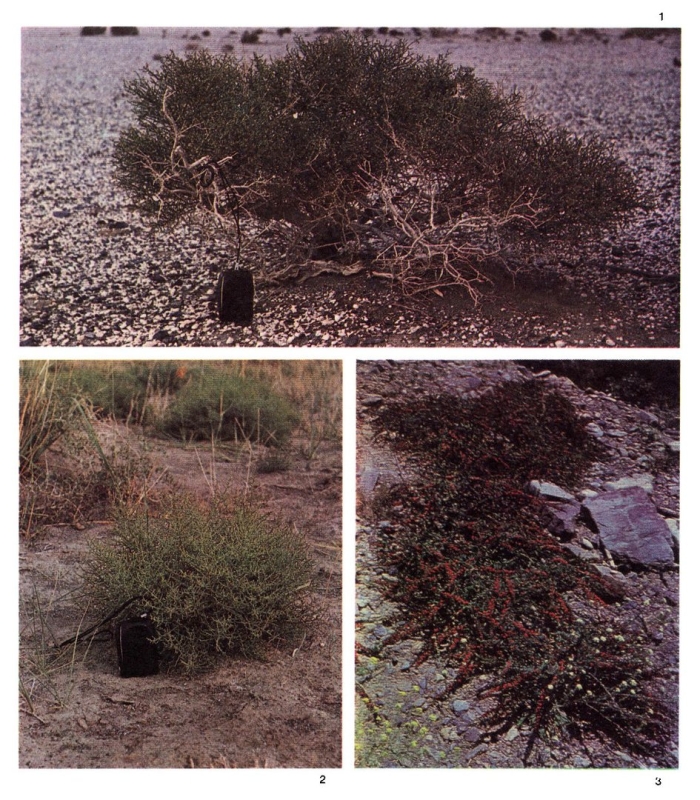 Солянка холмовая перекати поле