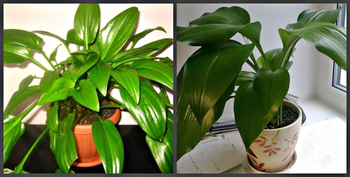 Спатифиллум дримиопсис