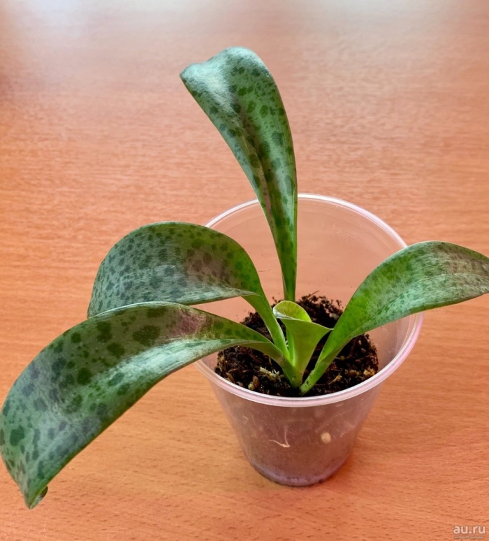 Дримиопсис пятнистый