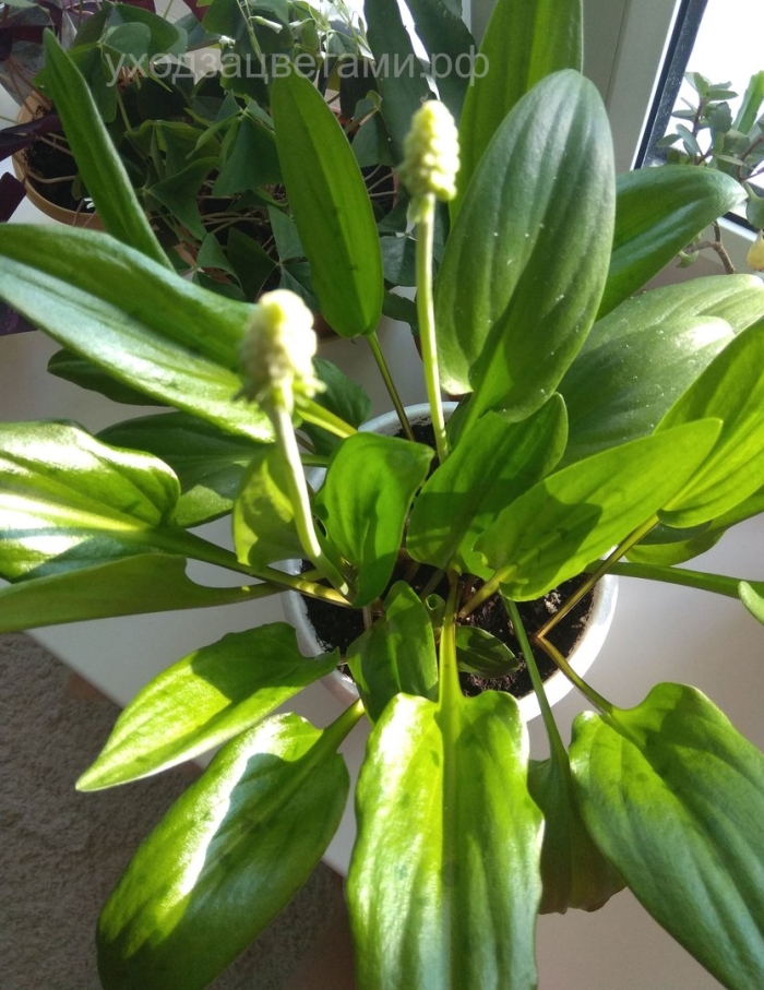Цветок дримиопсис спатифиллум