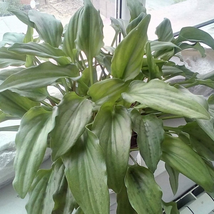 Дримиопсис цветок комнатный