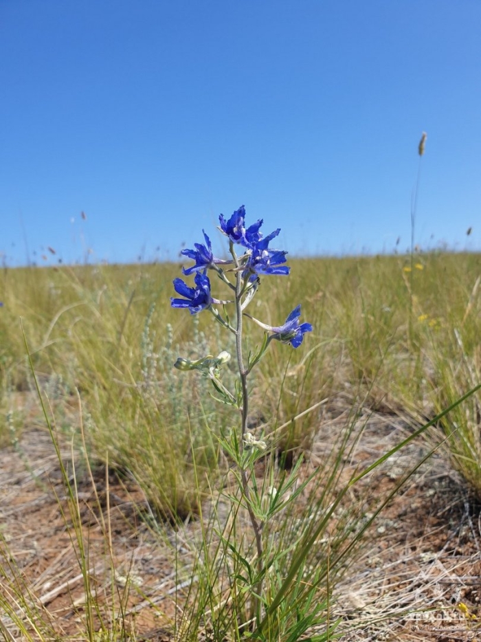 Живокость полевая