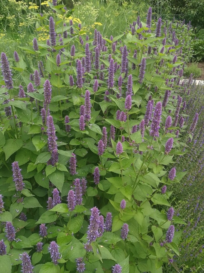 Лофант анисовый