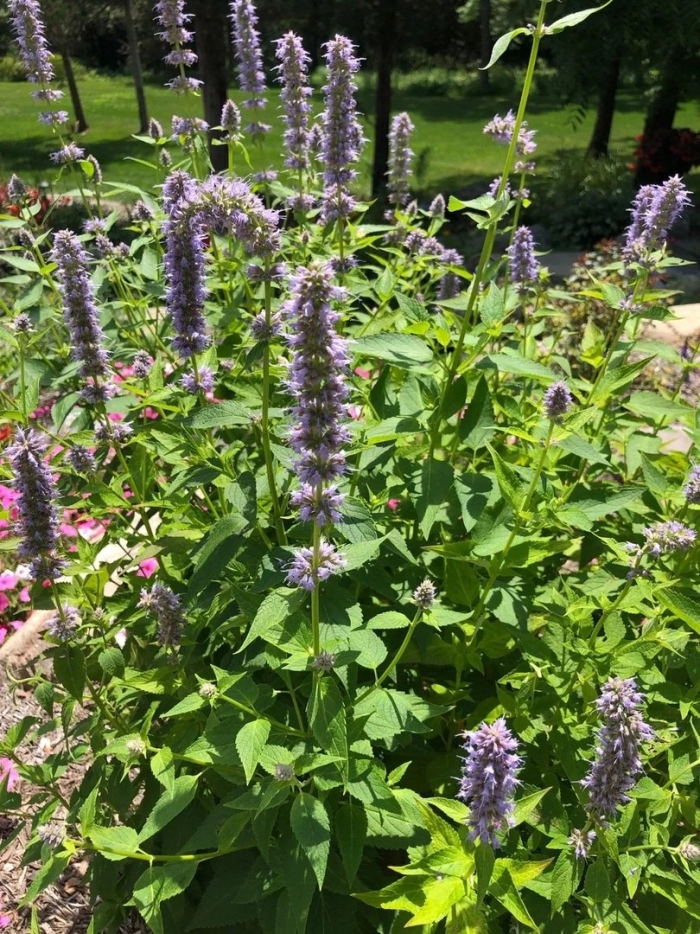 Агастахе blue fortune