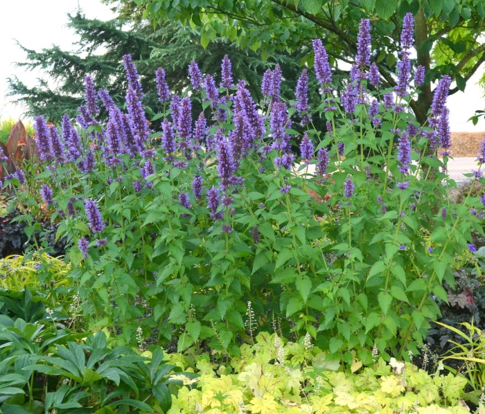 Лофант агастахе