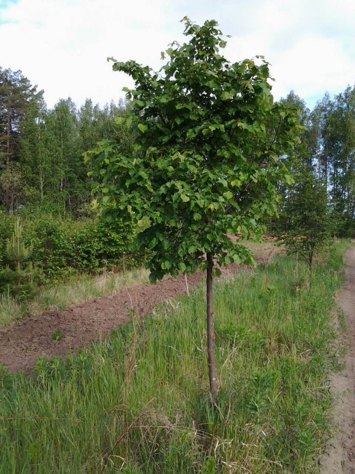 Липа мелколистная tilia cordata