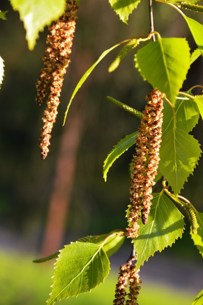 Береза бородавчатая