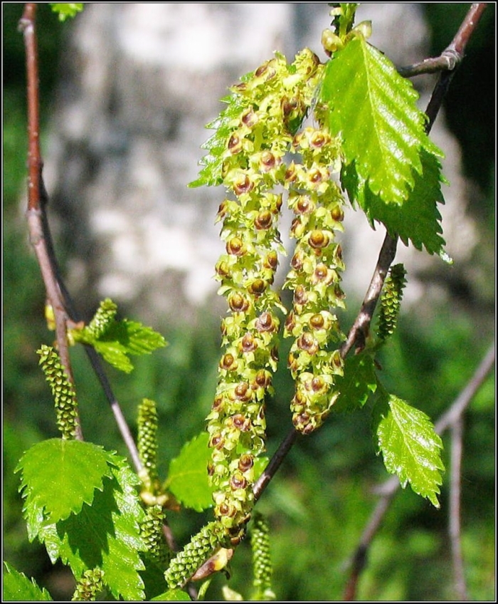 Береза повислая цветение
